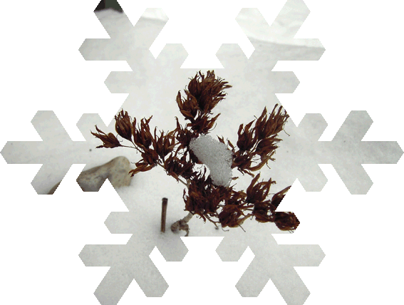 Eisblume ?